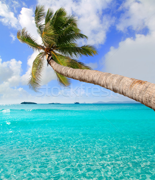 Palm tree in tropical perfect beach at Ibiza Stock photo © lunamarina