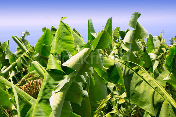 Foto stock: Plátano · plantación · canarias · flor · frutas