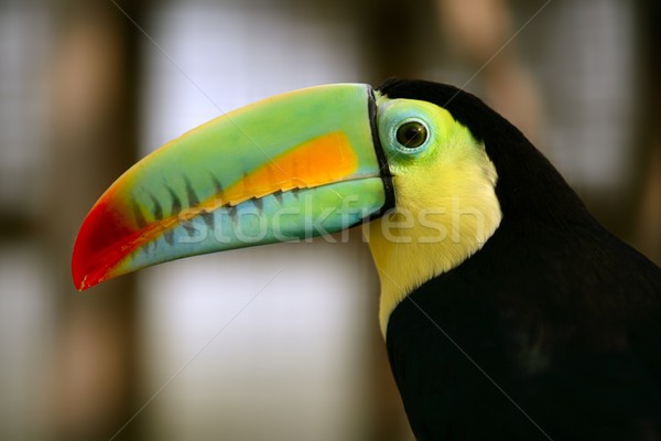 Kee billed Toucan bird colorful Stock photo © lunamarina