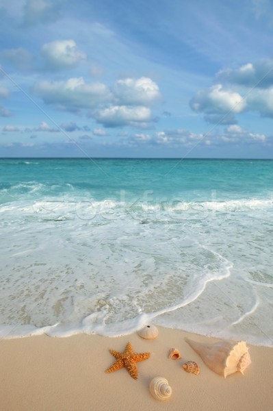 Zee schelpen zeester tropische zand turkoois Stockfoto © lunamarina