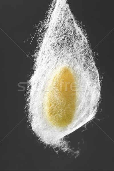 Foto stock: Enforcamento · seda · verme · com · cinza · textura