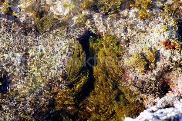 Alga marea mediterana mare ţărm marin Imagine de stoc © lunamarina