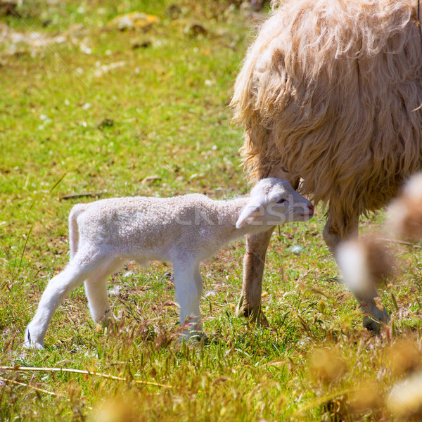 Mother sheep and baby lamb grazing in a field Stock photo © lunamarina