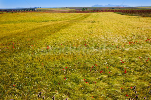 Via de la Plata way cereal fields in Spain Stock photo © lunamarina