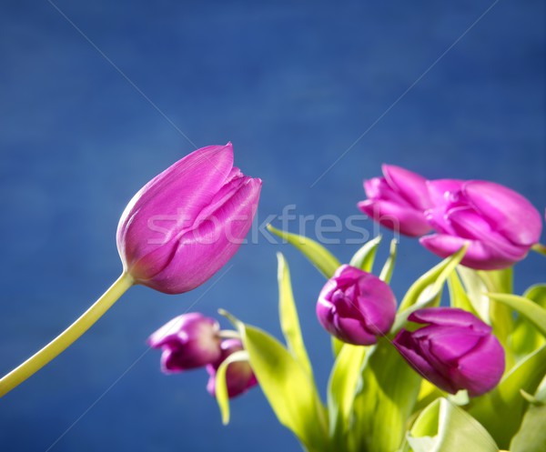 Stockfoto: Tulpen · roze · bloemen · Blauw · studio