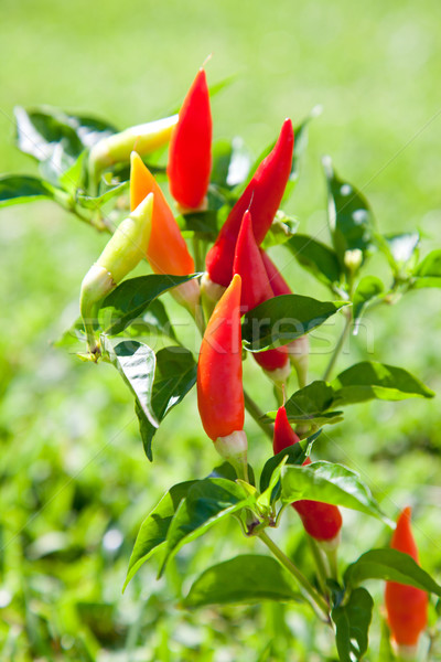 chili hot peppers plant in red and orange Stock photo © lunamarina