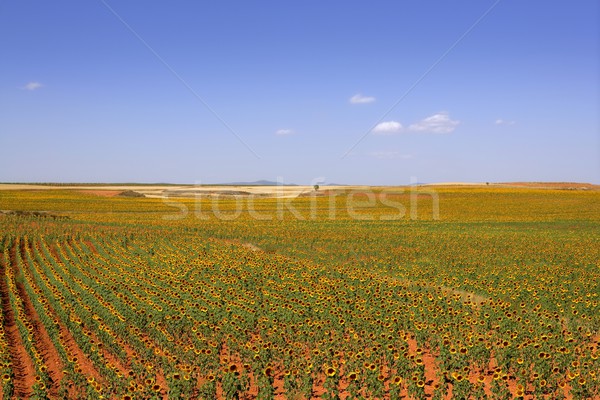 Sonnenblumen Plantage lebendige gelben Blüten farbenreich Himmel Stock foto © lunamarina