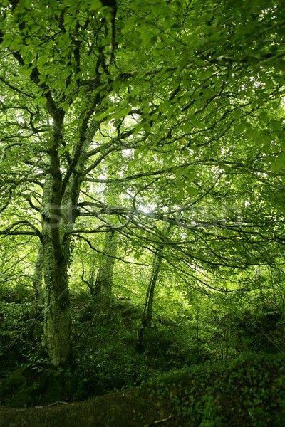 Foto stock: Verde · magia · forestales · bosques · sol · reflexiones