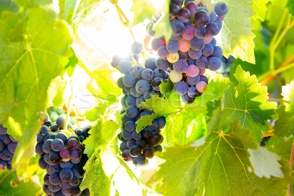 Bobal Wine grapes in vineyard raw ready for harvest Stock photo © lunamarina