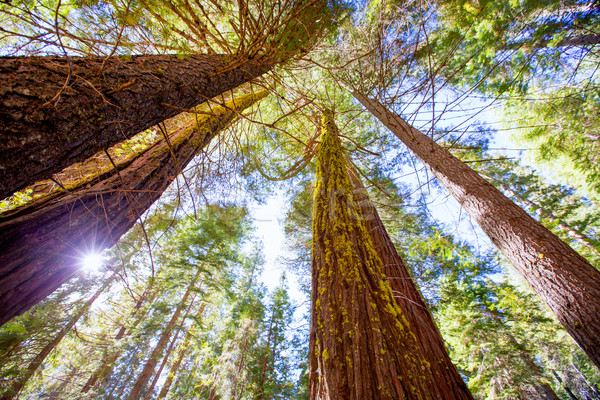 Californie vue au-dessous yosemite USA [[stock_photo]] © lunamarina