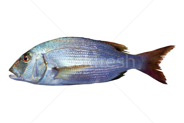 Fisch isoliert weiß Auge Natur Hintergrund Stock foto © lunamarina