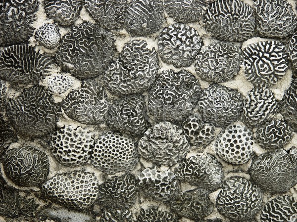 Cerebro de coral albañilería piedras Caribe pared Foto stock © lunamarina