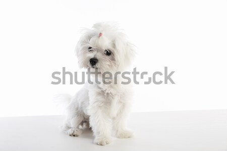 Maltichon puppy Bichon Maltese on white Stock photo © lunamarina