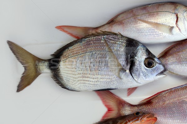 diplodus vulgaris fish two band bream Stock photo © lunamarina