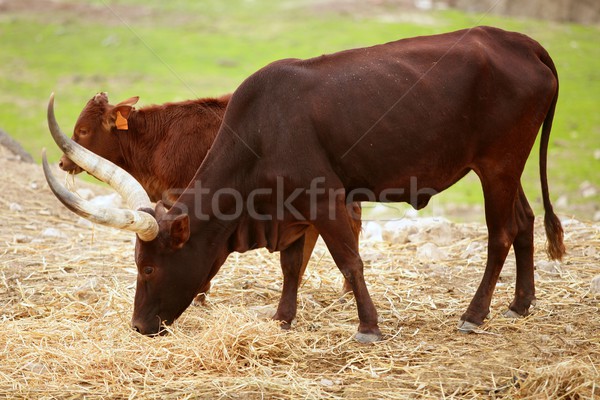 Stockfoto: Bruin · afrikaanse · stier · paar · gezicht · gras