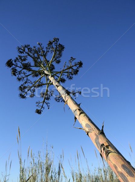Agave, pitera, cactus from mediterranean sea shore Stock photo © lunamarina