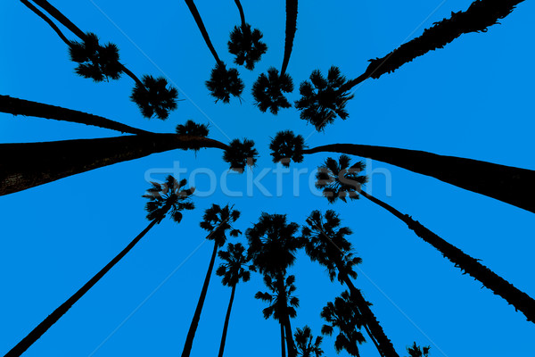 Stock fotó: Kalifornia · pálmafák · kilátás · alatt · mikulás · tengerpart