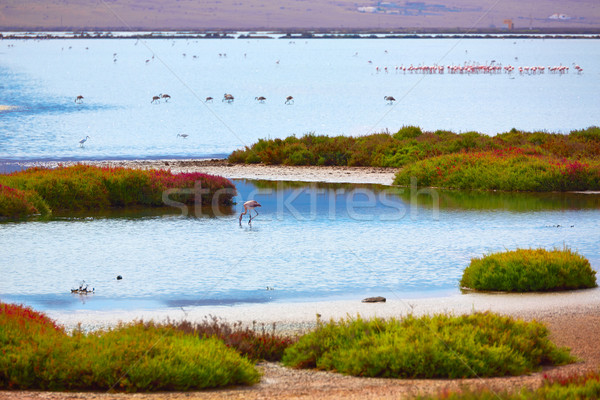 Las Salinas Cabo de Gata Almeria flamingos Spain Stock photo © lunamarina