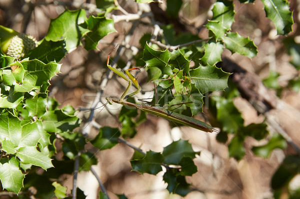 Praying mantis insect on green leaves Stock photo © lunamarina