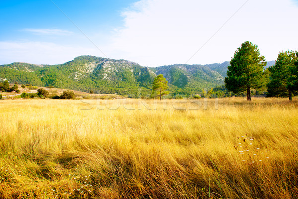 Altın çim alanı çam ağacı dağlar çam ağaçlar Stok fotoğraf © lunamarina