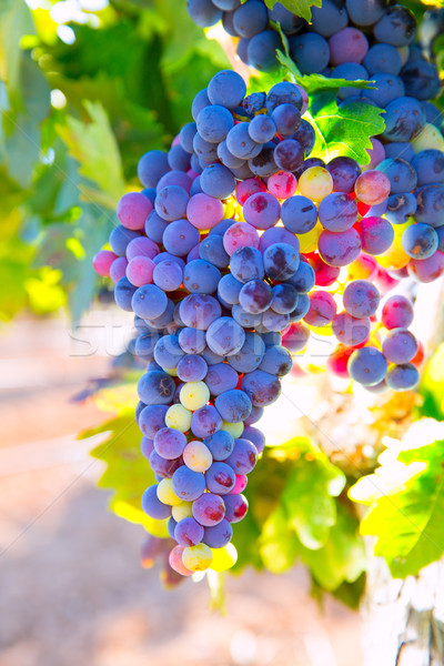 Bobal Wine grapes in vineyard raw ready for harvest Stock photo © lunamarina