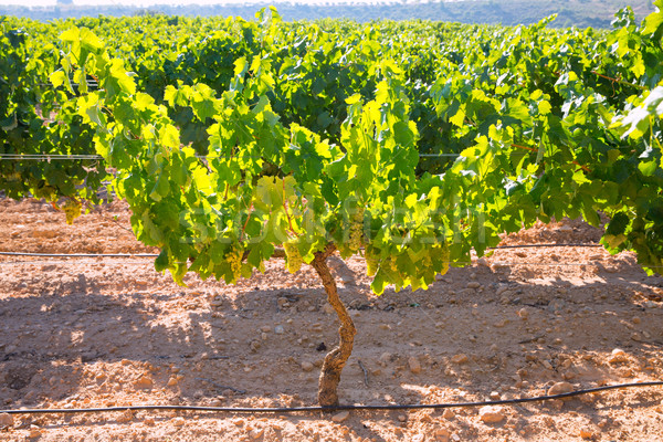chardonnay Wine grapes in vineyard raw ready for harvest Stock photo © lunamarina