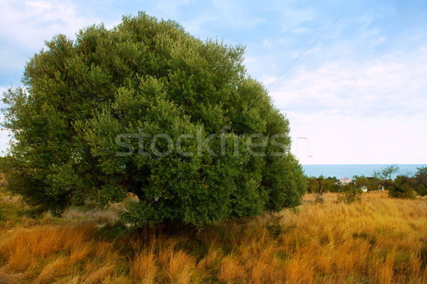 Sierra de Irta in Castellon province with sea view Stock photo © lunamarina