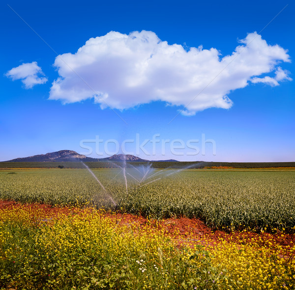 Via de la Plata way cereal fields in Spain Stock photo © lunamarina