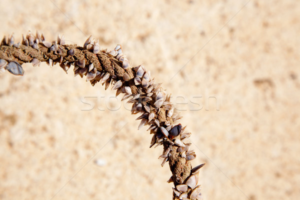 Barnacles growing in marine rope Stock photo © lunamarina