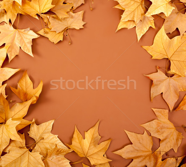 autumn fall dired leaves border fame on brown Stock photo © lunamarina