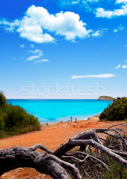 Cala Nova beach in Ibiza island with turquoise water Stock photo © lunamarina