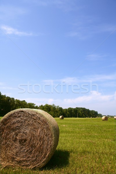 Golden Straw Hay Bales in american countryside Stock photo © lunamarina