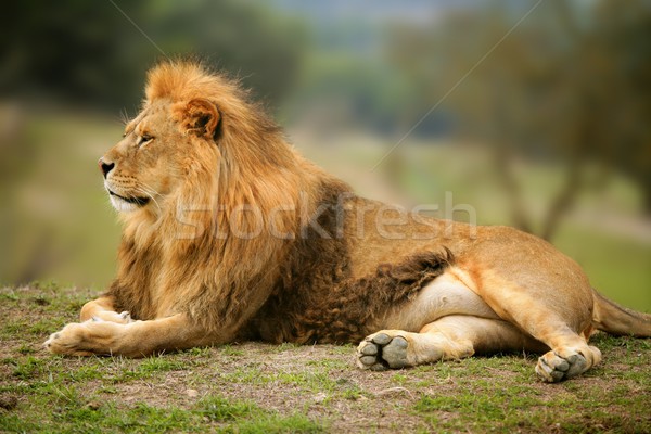 Beautiful Lion wild male animal portrait Stock photo © lunamarina