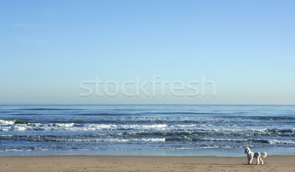 Groß weiß Pudel riesige Strand Landschaft Stock foto © lunamarina