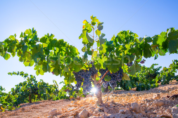 Bobal Wine grapes in vineyard raw ready for harvest Stock photo © lunamarina