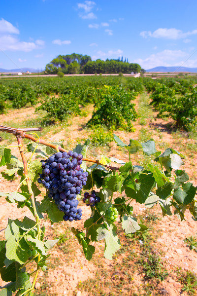 bobal wine grapes ready for harvest in Mediterranean Stock photo © lunamarina
