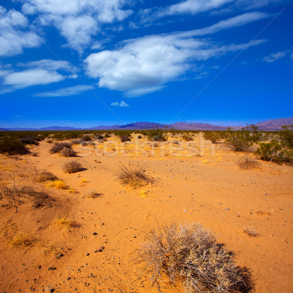Mohave desert in California Yucca Valley Stock photo © lunamarina