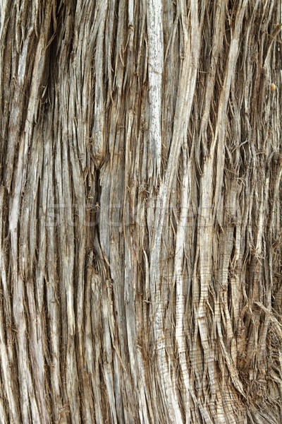 Juniperus Phoenicea Sabina tree trunk texture Stock photo © lunamarina