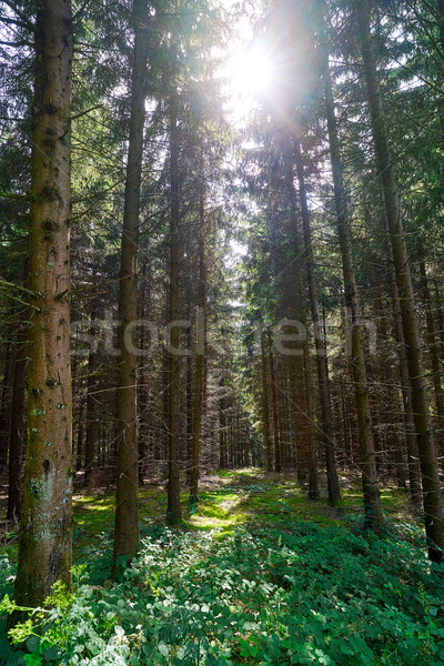 Harz mountains forest in Germany Stock photo © lunamarina