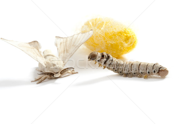 Stock photo: butterfly silkworm cocoon silk worm three stages