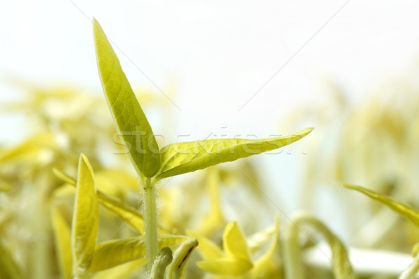Soya fasulye hayat büyüyen tohum Stok fotoğraf © lunamarina