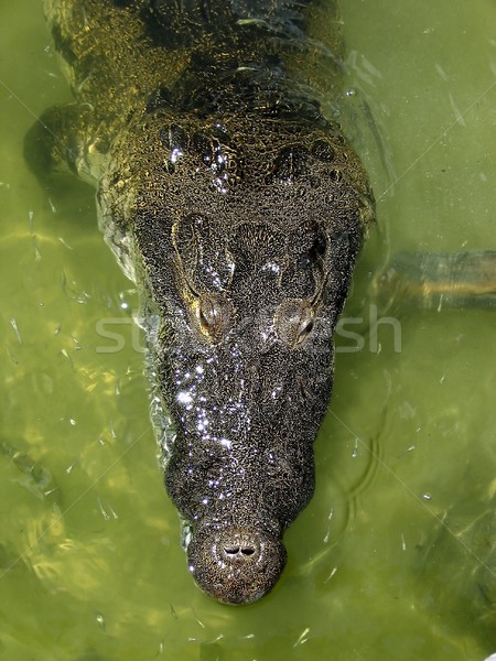 Krokodil tó központi Amerika igazi víz Stock fotó © lunamarina