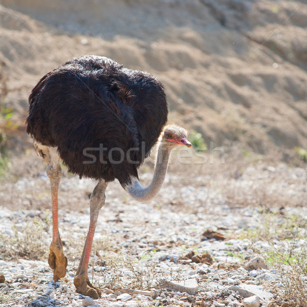 ostrich bird walking with head and neck down Stock photo © lunamarina