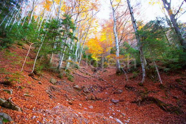 Autumn forest in Pyrenees Valle de Ordesa Huesca Spain Stock photo © lunamarina