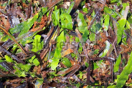 algae seaweed posidonia oceanica dried and green Stock photo © lunamarina
