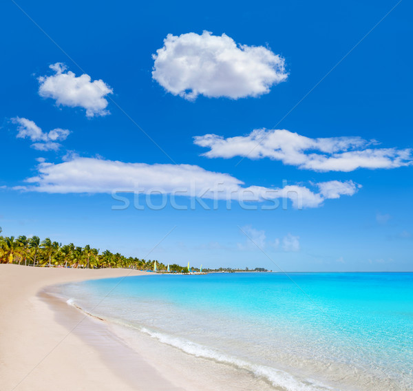 Key west florida Smathers beach palm trees US Stock photo © lunamarina