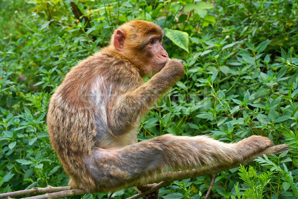 Barbary apes macaca sylvanus macaque monkey Stock photo © lunamarina