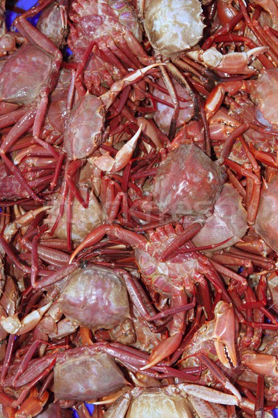 crab from mediterranean sea catch Stock photo © lunamarina