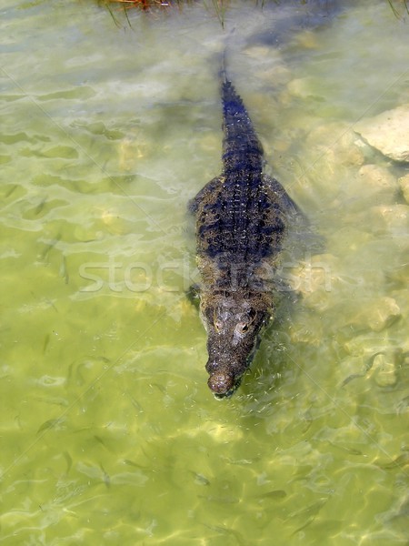 Krokodil tó központi Amerika igazi víz Stock fotó © lunamarina