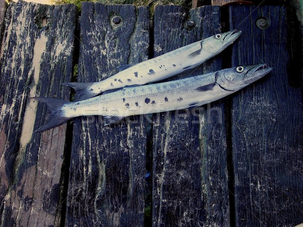 Barracuda fish catch over aged grunge black wood background Stock photo © lunamarina